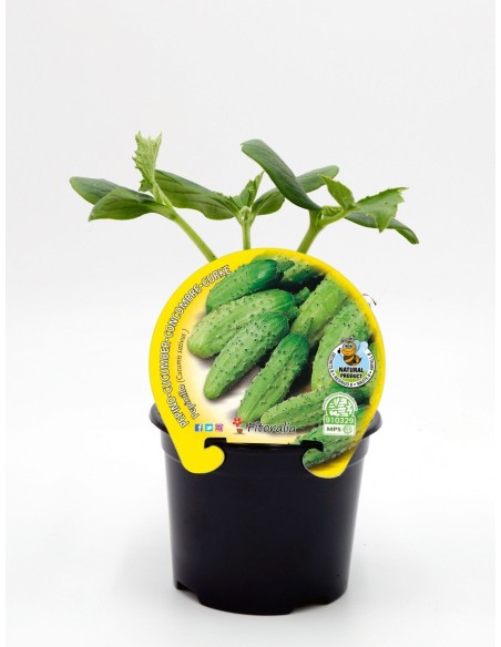 Mudas de pepino natural (vaso de 10,5 cm Ø)
