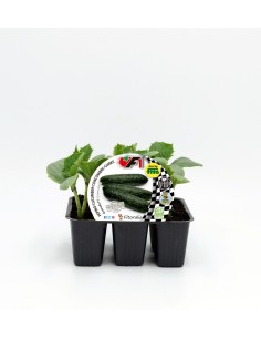 Plantel pepino hibrido beautiful natural (6 unidades)