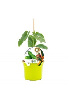 Plantel pepino injertado hibrido Cucumber natural (maceta 12 cm Ø)