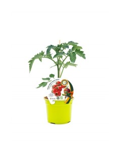 Plantel tomate cherry redondo rojo injertado hibrido natural (maceta 12 cm Ø)