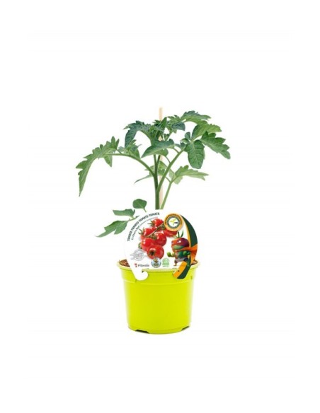 Plantel tomate cherry redondo rojo injertado hibrido natural (maceta 12 cm Ø)