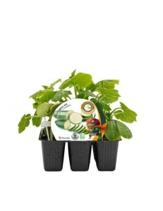 Plantel pepino i calabacin injertado e hibrido beautiful natural (6 unidades)