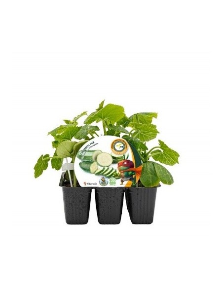 Mudas de pepino e abobrihna enxertado hibrido natural (6 unidades)