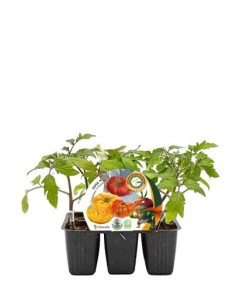 Plantel tomate Super Mix injertado hibrido natural (6 unidades)