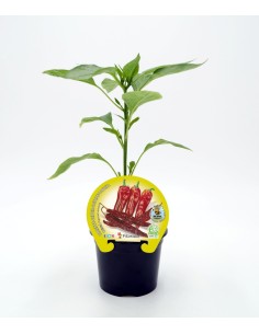 Planter pebrot Cristal natural (test 10,5 cm Ø)