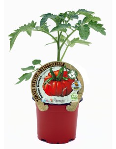 Mudas de tomate Costoluto Genovese natural (vaso de 10,5 cm Ø)