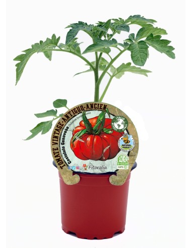 Mudas de tomate Costoluto Genovese natural (vaso de 10,5 cm Ø)