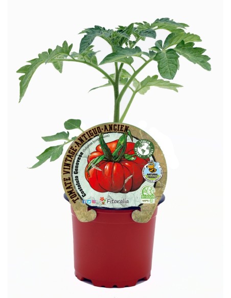 Mudas de tomate Costoluto Genovese natural (vaso de 10,5 cm Ø)