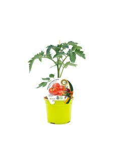 Semis de tomate Beef greffée hybride naturel (pot Ø 12 cm)