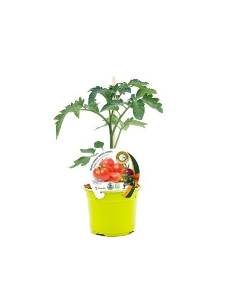 Mudas de tomate Beef enxertado hibrido natural (vaso de 12 cm Ø)