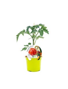Plantel tomate Aurea injertado hibrido natural (maceta 12 cm Ø)