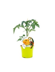 Semis de tomate Ananas greffée hybride naturel (pot Ø 12 cm)