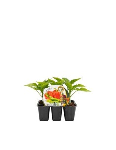 Planter pebrot variat empaltat hibrid natural (6 unitats)