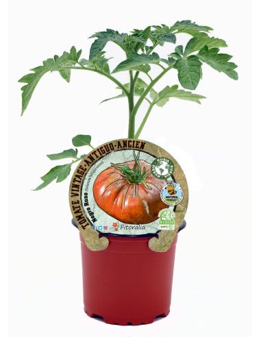 Mudas de tomate Negro Ruso natural (vaso de 10,5 cm Ø)