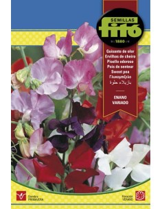 Semilla Guisante de olor enano variado