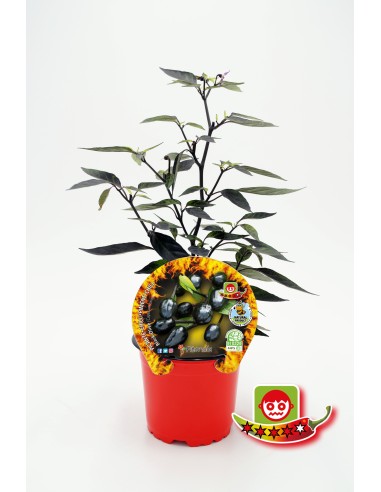 Pebrot picant Black Olive (test 10,5 cm Ø)