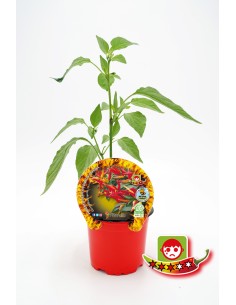 Abono Catus fertiberia