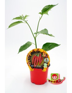Planter pebrot picant Thai natural (test 10,5 cm Ø)