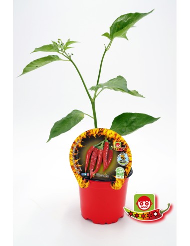 Planter pebrot picant Thai natural (test 10,5 cm Ø)