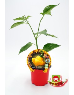 Plantel pimiento picante Scotch Bonnet Yellow natural (maceta 10,5 cm Ø)