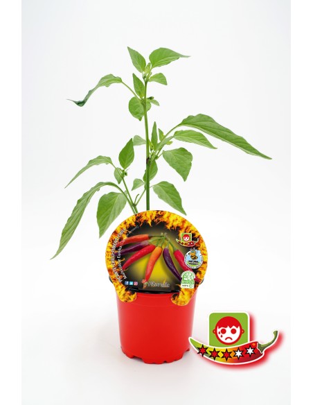 Planter pebrot picant Eureka natural (test 10,5 cm Ø)