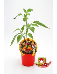 Pebrot picant Explosive Embera ecològic (test 10,5 cm Ø)