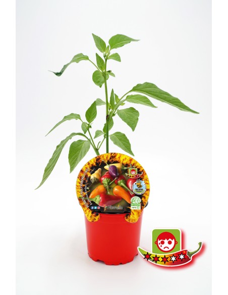 Pimiento picante Explosive Ember (maceta 10,5 cm Ø)