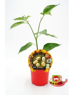 Plantel pimiento picante Habanero blanco natural (maceta 10,5 cm Ø)