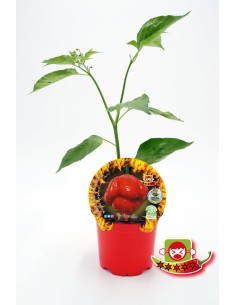 Planter pebrot picant Trinidad Scorpion natural (test 10,5 cm Ø)