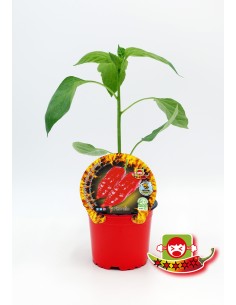 Planter pebrot picant Jay´s Red Scorpion Ghost natural (test 10,5 cm Ø)