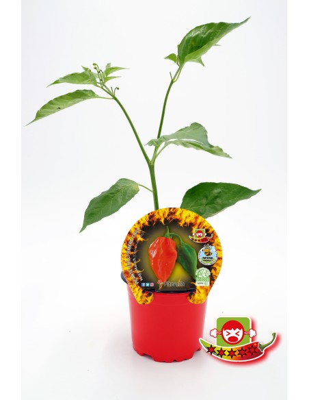 Semis de piment Naga Morich naturel (pot 10,5 cm Ø).