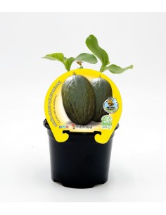 Plantel melón piel de sapo natural (1 o 6 unidades)