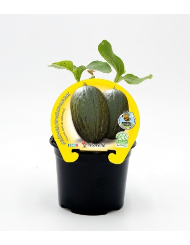 Plantel melón piel de sapo natural (1 o 6 unidades)