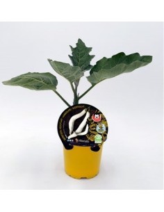 Planter alberginia Asia natural (test 10,5 cm Ø)