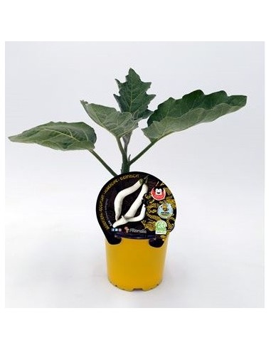 Planter alberginia Asia natural (test 10,5 cm Ø)