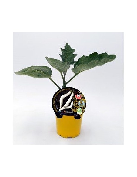 Planter alberginia Asia natural (test 10,5 cm Ø)