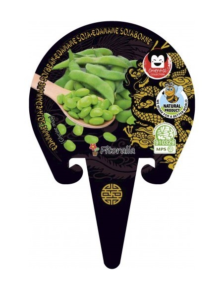 Semis de edamame naturel (pot 10,5 cm Ø).