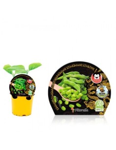 Semis de edamame naturel (pot 10,5 cm Ø).