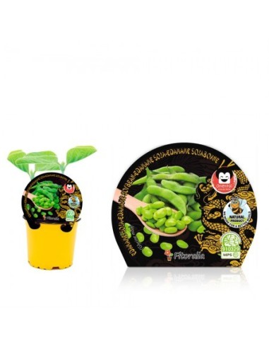 Mudas de edamame natural (vaso de 10,5 cm Ø)