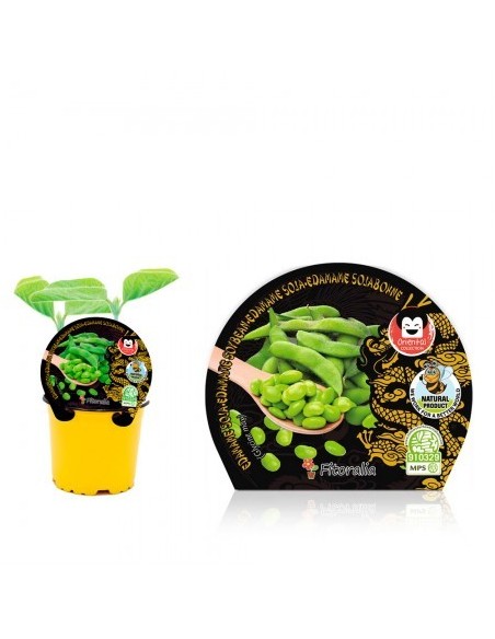 Mudas de edamame natural (vaso de 10,5 cm Ø)