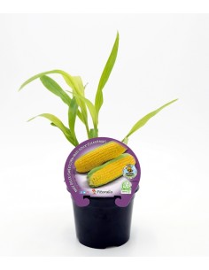 Mudas de pipoca doce natural (vaso de 10,5 cm Ø)