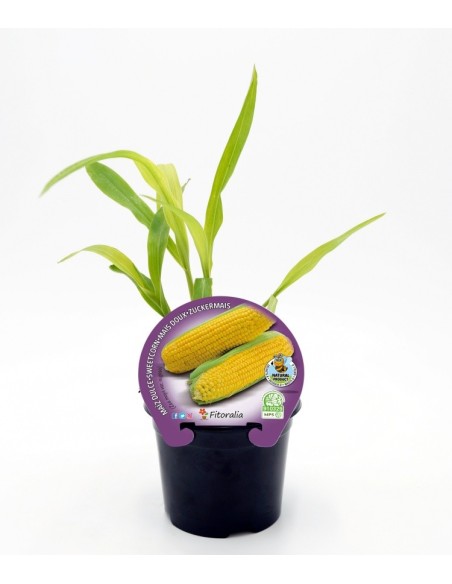 Semis de maïs sucré naturel (pot Ø 10,5 cm)