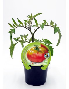 Plantel tomate esquenaverd natural (maceta 10,5 cm Ø)