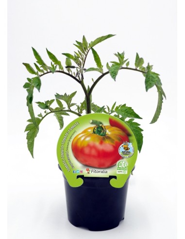 Semis de tomate esquenaverd naturel (pot Ø 10,5 cm)