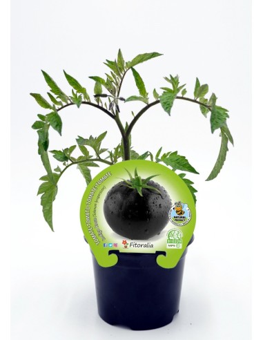 Plantel tomate negro indigo rose natural (maceta 10,5 cm Ø)
