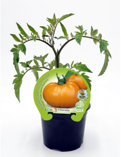 Semis de tomate Orange queen naturel (pot Ø 10,5 cm)