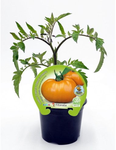 Mudas de tomate Orange queen natural (vaso de 10,5 cm Ø)