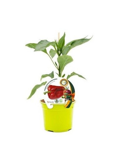 Plantel pimiento Lamuyo injertado natural (maceta 12 cm Ø)
