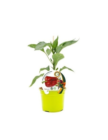 Plantel pimiento Lamuyo injertado natural (maceta 12 cm Ø)