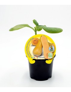 Plantel calabaza Butternut natural (maceta 10,5 cm Ø)